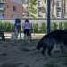 Anche Bari, seppur in ritardo, si  dotata di aree dove  possibile far scorazzare e giocare in sicurezza i propri cani